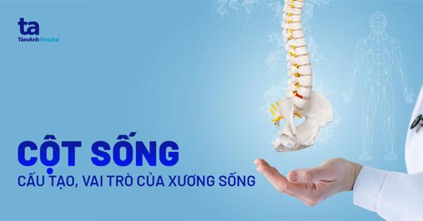 Sơ đồ giải phẫu cấu tạo mũi người với các phần xương và sụn chính được đánh dấu