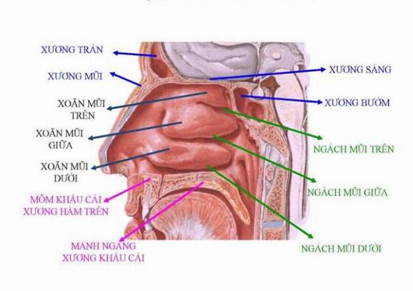 Hình ảnh mô tả cấu tạo và cách dùng kẹp nâng mũi cơ bản